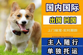 定西市宠物托运公司定西市宠物托运公司定西市宠物托运公司