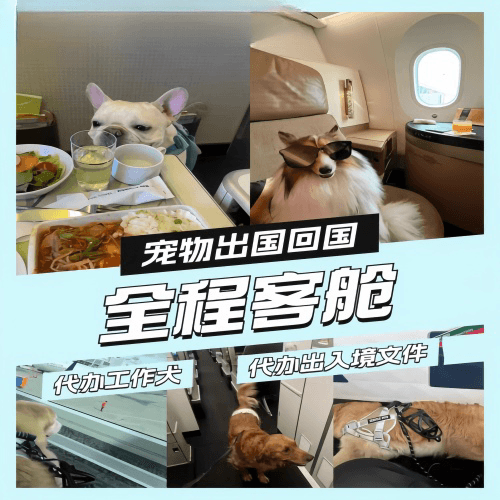 定西市宠物托运到白俄罗斯宠物入境规定和要求